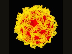Yellow fever virus, artwork